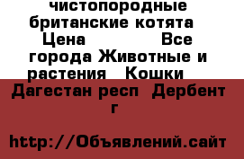 чистопородные британские котята › Цена ­ 10 000 - Все города Животные и растения » Кошки   . Дагестан респ.,Дербент г.